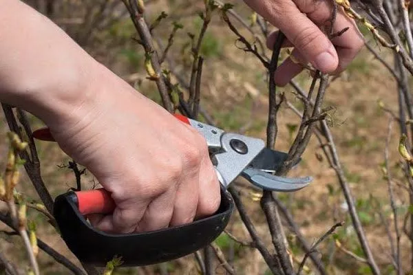 обрезка куста смородины