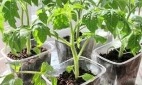 Уход за рассадой томатов