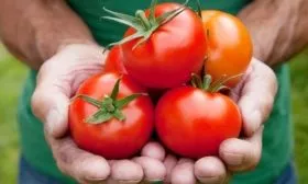 сбор плодов Феля