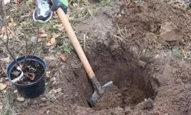 посадка смородины