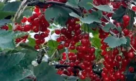 Сроки созревания