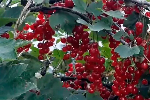 Сроки созревания