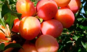 Характеристики сорта