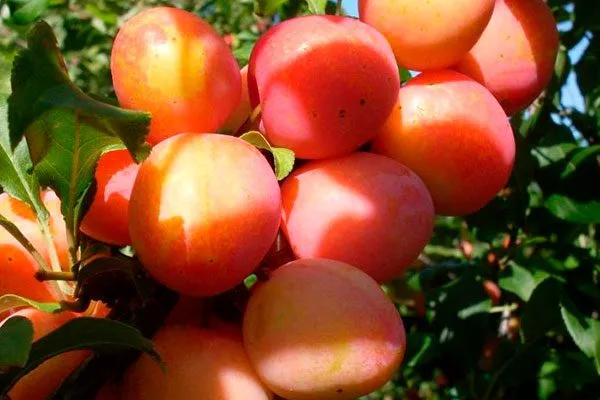 Характеристики сорта