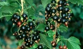 История селекции и регионы выращивания