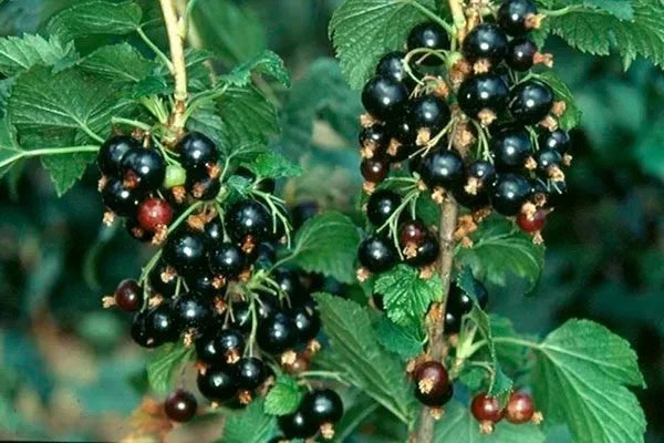 История селекции и регионы выращивания