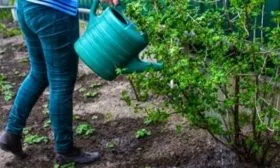 полив смородины