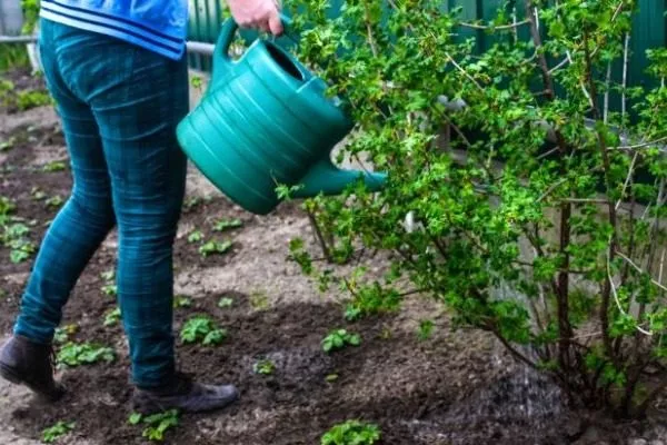 полив смородины