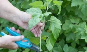 размножение смородины Загадка