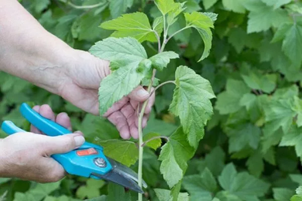 размножение смородины Загадка