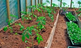 Высадка рассады