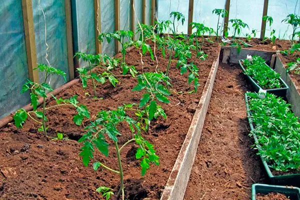 Высадка рассады