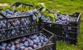 хранение урожая