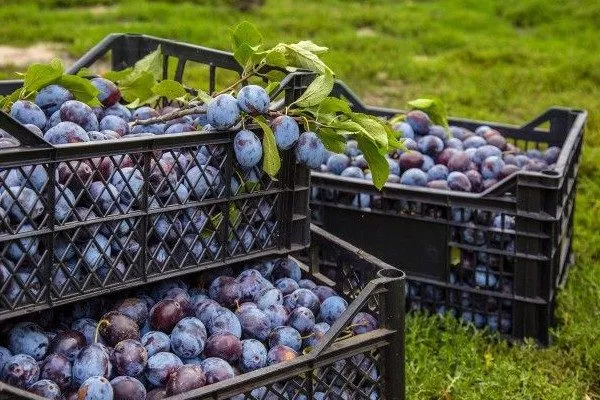 хранение урожая