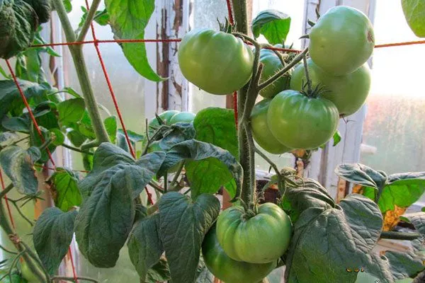 Описание куста