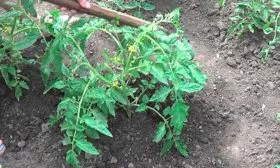 Рыхление, прополка