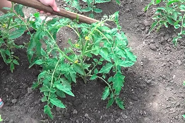 Рыхление, прополка