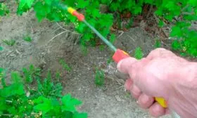 ПРофилактика от болезней и вредителей