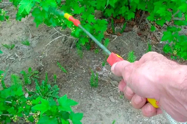 ПРофилактика от болезней и вредителей