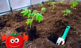 Высадка рассады