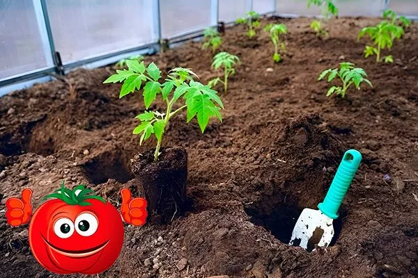 Высадка рассады