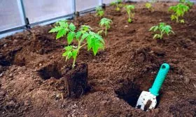 Пересадка в грунт