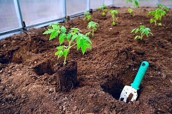 Пересадка в грунт