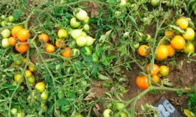 Основные характеристики и история