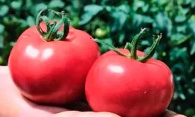 Сроки созревания и урожайность