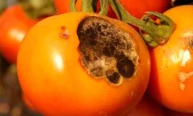 Альтернариоз