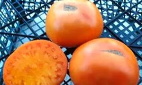 Apricot Brandywine (Абрикосовый Брэндивайн)