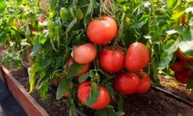 Описание сорта Скворец