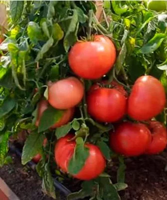 Описание сорта Скворец