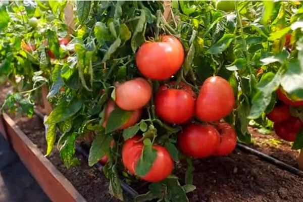 Описание сорта Скворец