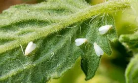 Белокрылка