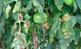 Болезни и вредители