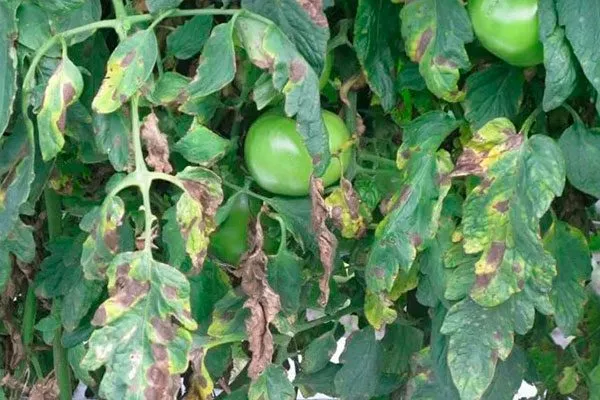 Болезни и вредители