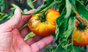 Болезни и вредители