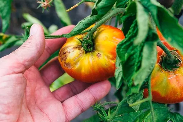 Болезни и вредители