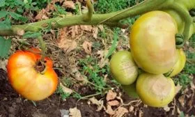 Болезни и вредители томатов