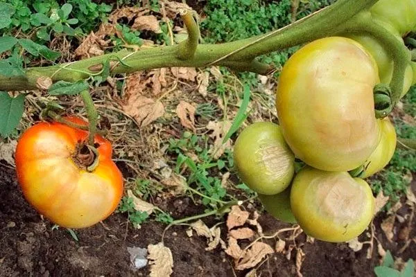 Болезни и вредители томатов