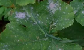 Болезни и вредители