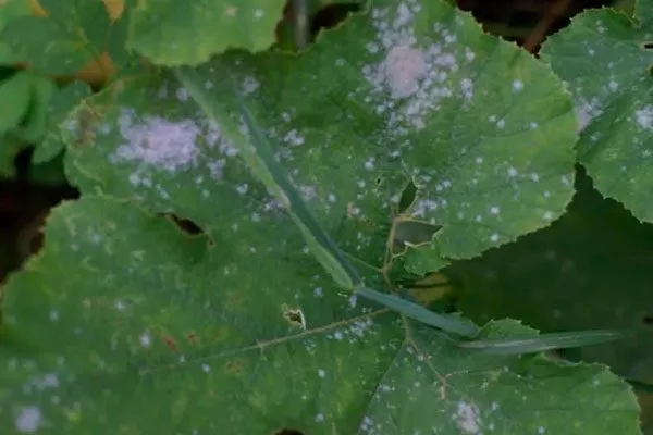 Болезни и вредители