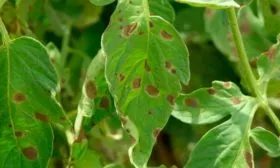 Болезни и вредители