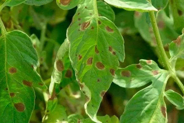 Болезни и вредители