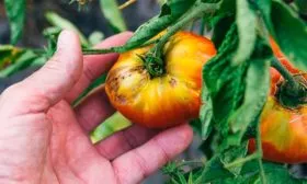 Болезни и вредители