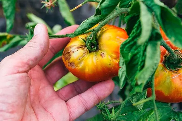 Болезни и вредители