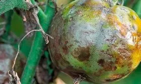 Болезни и вредители