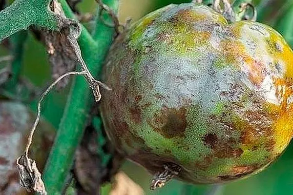 Болезни и вредители