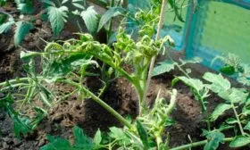 Болезни, вредители